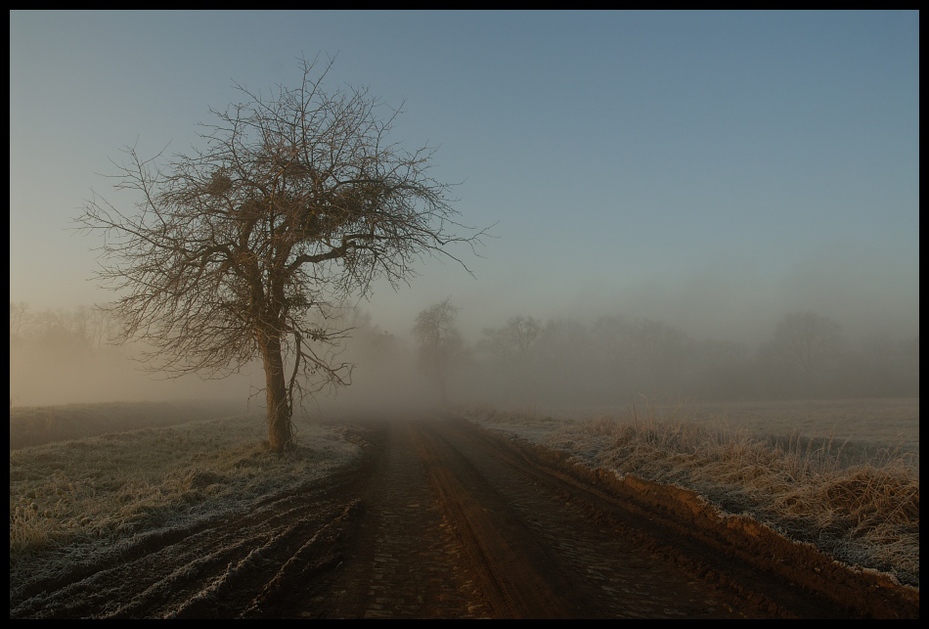  poranku Krajobraz Nikon D200 AF-S Zoom-Nikkor 18-70mm f/3.5-4.5G IF-ED mgła drzewo zamglenie niebo atmosfera ranek roślina drzewiasta Droga światło słoneczne ścieżka