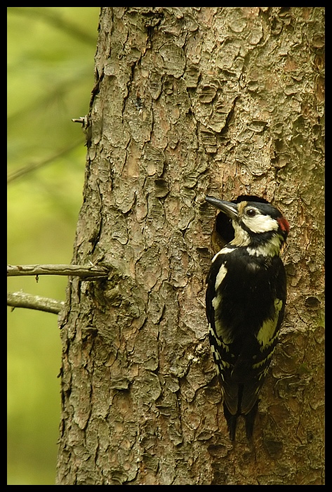  Dzięcioł Ptaki dzięcioł duży ptak Nikon D200 Sigma APO 70-300mm f/4-5.6 Macro Zwierzęta ekosystem fauna drzewo dziób bagażnik samochodowy gałąź dzikiej przyrody piciformes