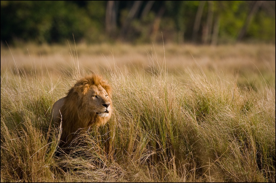  Lew Zwierzęta Nikon D300 Sigma APO 500mm f/4.5 DG/HSM Kenia 0 dzikiej przyrody łąka pustynia masajski lew fauna ekosystem sawanna trawa zwierzę lądowe