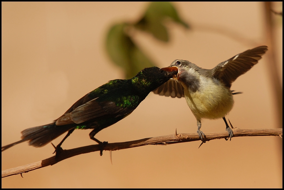  Karmienie Nektarnik piękny Ptaki Nikon D200 Sigma APO 50-500mm f/4-6.3 HSM Senegal 0 ptak fauna dziób pióro skrzydło dzikiej przyrody flycatcher starego świata coraciiformes organizm ptak przysiadujący
