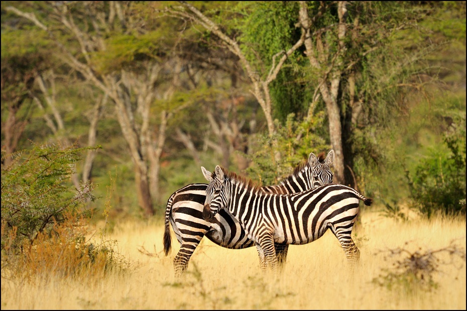  Zebry Zwierzęta Nikon D300 Sigma APO 500mm f/4.5 DG/HSM Etiopia 0 dzikiej przyrody łąka zebra zwierzę lądowe fauna ekosystem pustynia rezerwat przyrody sawanna Park Narodowy