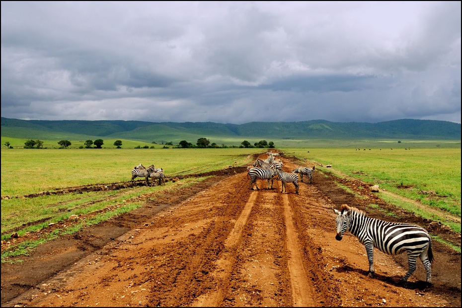  Zebry Zwierzęta Nikon D200 AF-S Zoom-Nikkor 18-70mm f/3.5-4.5G IF-ED Tanzania 0 łąka Chmura niebo pole Droga górzyste formy terenu ekosystem sawanna Równina gleba