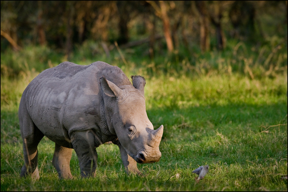  Młody nosorożec Zwierzęta Nikon D300 Sigma APO 500mm f/4.5 DG/HSM Kenia 0 dzikiej przyrody zwierzę lądowe fauna ssak trawa łąka pustynia pasący się Park Narodowy