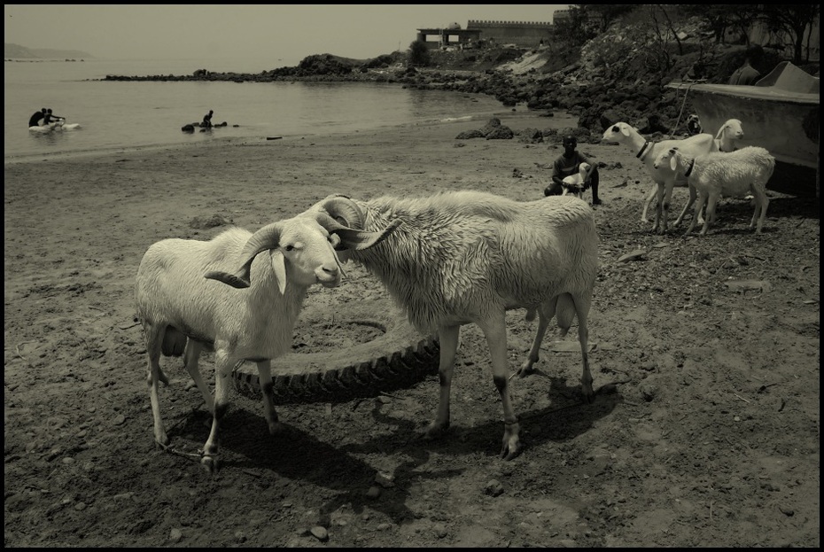  Mycie baranów Dakar Nikon D200 AF-S Zoom-Nikkor 18-70mm f/3.5-4.5G IF-ED Senegal 0 czarny i biały stado owca kozy fotografia monochromatyczna fauna niebo woda żywy inwentarz
