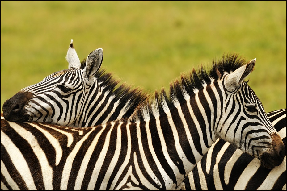  Zebry Zwierzęta Nikon D300 Sigma APO 500mm f/4.5 DG/HSM Tanzania 0 dzikiej przyrody zebra zwierzę lądowe fauna ssak łąka koń jak ssak trawa organizm safari