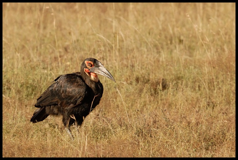  Dzioboróg kafryjski Ptaki dzioboróg Nikon D200 Sigma APO 500mm f/4.5 DG/HSM Kenia 0 ekosystem ptak fauna dziób dzikiej przyrody ecoregion sęp ptak drapieżny trawa Ciconiiformes