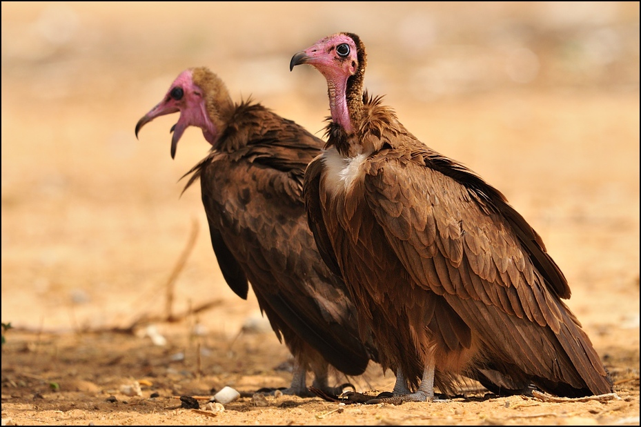  Ścierwnik brunatny Ptaki Nikon D300 Sigma APO 500mm f/4.5 DG/HSM Etiopia 0 ptak drapieżny dziób ptak sęp ecoregion dzikiej przyrody