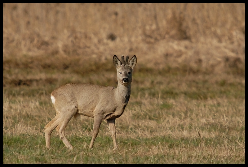  Sarna Inne sarny ssaki zwierzęta Nikon D200 Sigma APO 50-500mm f/4-6.3 HSM Zwierzęta dzikiej przyrody łąka jeleń fauna ekosystem zwierzę lądowe ssak pustynia preria sawanna