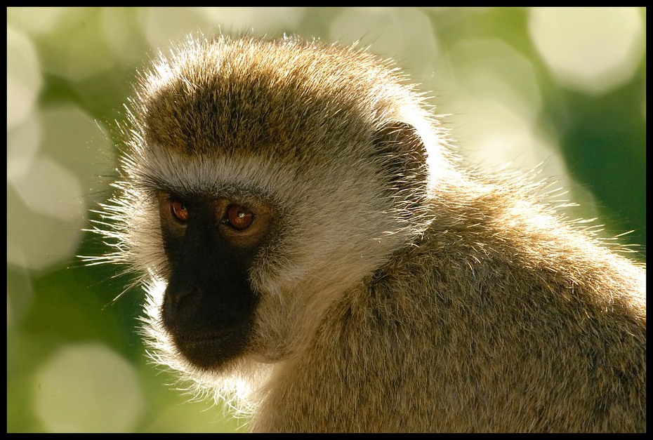  Kapucynka Przyroda kapucynka ssaki małpa samburu kenia Nikon D200 Sigma APO 500mm f/4.5 DG/HSM Kenia 0 fauna ssak dzikiej przyrody prymas ścieśniać makak oko zwierzę lądowe pysk organizm