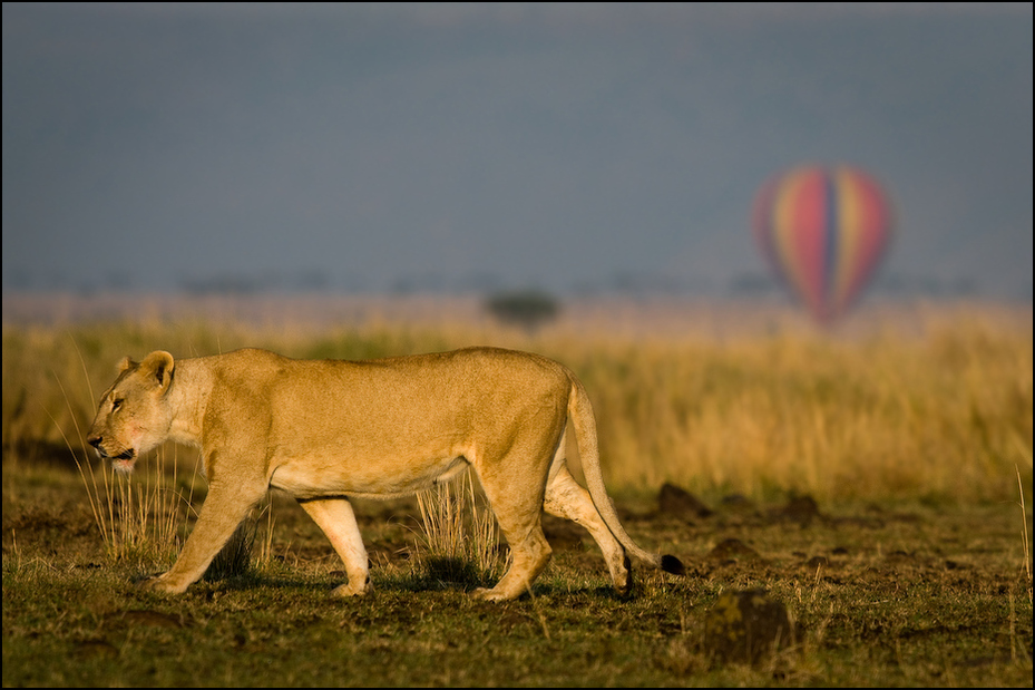  Lwica poranku Zwierzęta Nikon D300 Sigma APO 500mm f/4.5 DG/HSM Kenia 0 dzikiej przyrody Lew łąka ssak fauna masajski lew zwierzę lądowe trawa sawanna duże koty