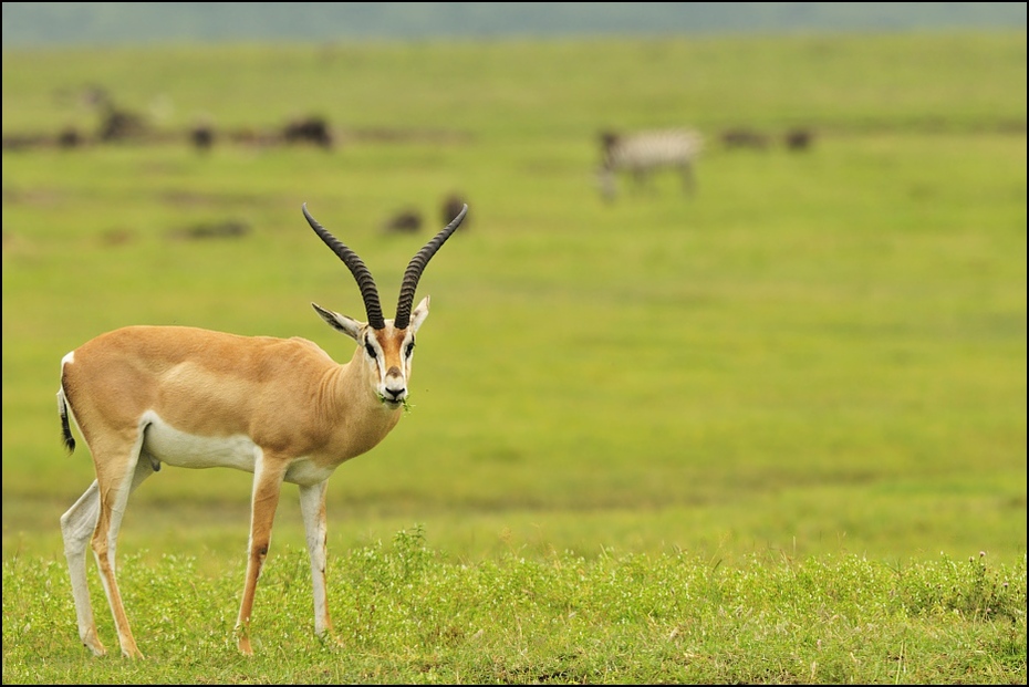  Gazela Thompsona Zwierzęta Nikon D300 Sigma APO 500mm f/4.5 DG/HSM Tanzania 0 dzikiej przyrody łąka gazela ekosystem fauna antylopa zwierzę lądowe springbok preria rezerwat przyrody