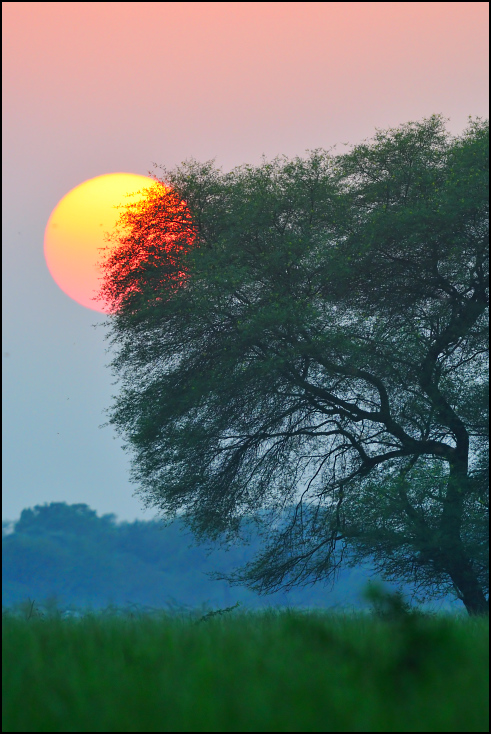  Zachód słońca nad Keoladeo Indie 0 Nikon D300 Sigma APO 500mm f/4.5 DG/HSM Natura niebo drzewo atmosfera wschód słońca ranek atmosfera ziemi świt zjawisko światło słoneczne