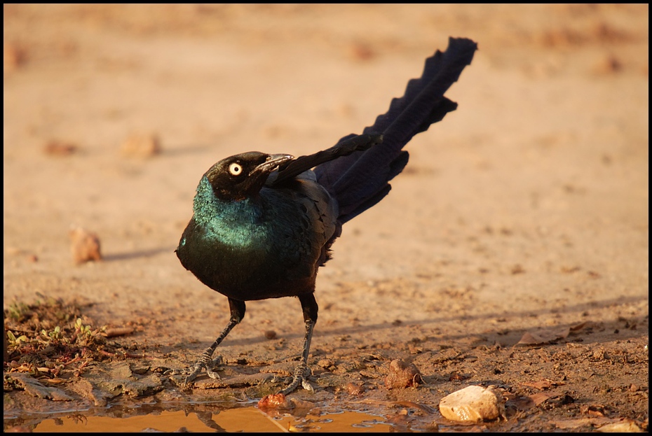  Błyszczak ciemny Ptaki Nikon D200 Sigma APO 50-500mm f/4-6.3 HSM Senegal 0 ptak fauna dziób dzikiej przyrody organizm pióro
