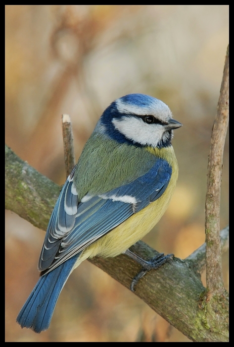  Modraszka #10 Ptaki sikorka modraszka ptaki Nikon D200 Sigma APO 100-300mm f/4 HSM Zwierzęta ptak niebieski fauna dziób pióro ptak przysiadujący chickadee dzikiej przyrody sójka organizm