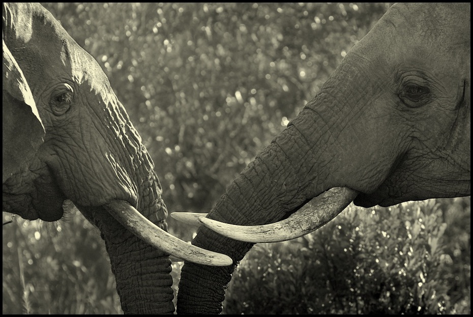  Słonie Przyroda Nikon D200 Sigma APO 500mm f/4.5 DG/HSM Kenia 0 słonie i mamuty słoń dzikiej przyrody czarny i biały ssak fauna słoń indyjski Słoń afrykański zwierzę lądowe fotografia