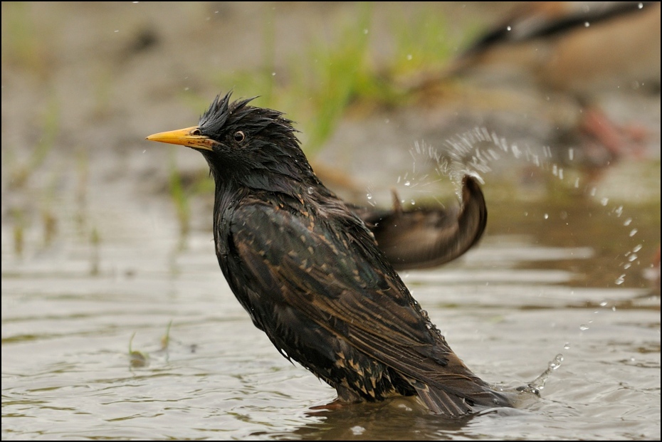  Szpak kąpieli Ptaki Nikon D300 Sigma APO 500mm f/4.5 DG/HSM Zwierzęta ptak dziób kos fauna woda dzikiej przyrody organizm ptak przysiadujący acridotheres pióro
