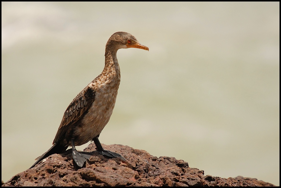  Kormoran Ptaki Nikon D200 Sigma APO 50-500mm f/4-6.3 HSM Senegal 0 fauna ptak dziób dzikiej przyrody sęp ecoregion wodny ptak pióro skrzydło