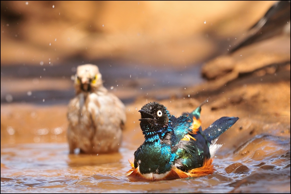  Błyszczak rudobrzuchy Ptaki Nikon D300 Sigma APO 500mm f/4.5 DG/HSM Etiopia 0 woda kaczka wodny ptak ptak kaczki gęsi i łabędzie krzyżówka dzikiej przyrody ptactwo wodne dziób organizm