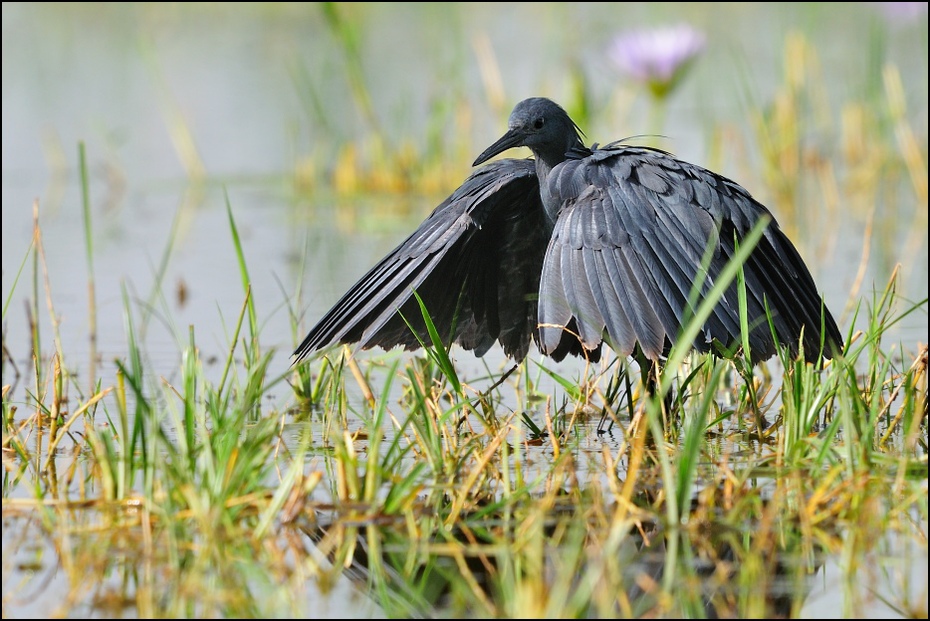  Czapla czarna Ptaki Nikon D300 Sigma APO 500mm f/4.5 DG/HSM Etiopia 0 ptak dziób fauna dzikiej przyrody trawa