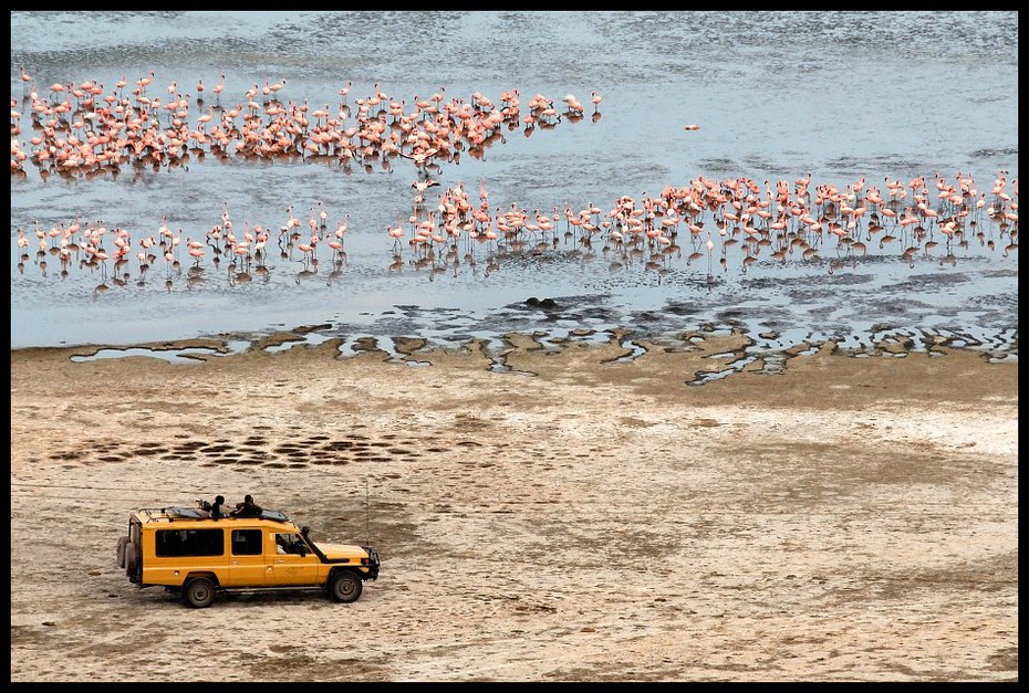  Jezioro Nakuru Przyroda Nikon D200 Sigma APO 500mm f/4.5 DG/HSM Kenia 0 woda piasek Wybrzeże morze plaża mudflat wodny ptak