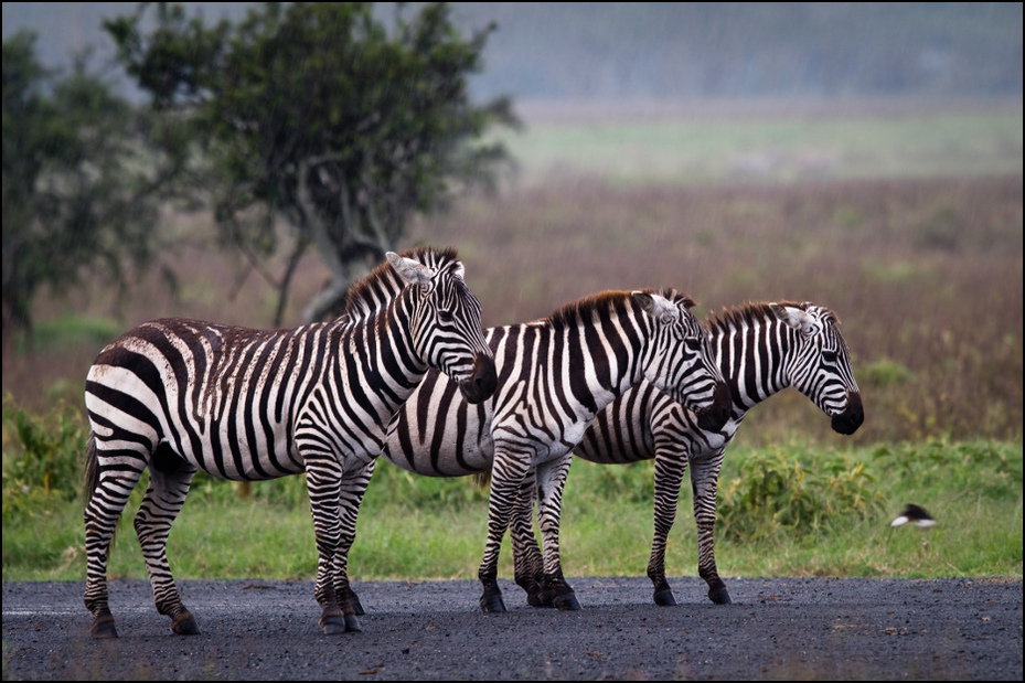  Zebry deszczu Zwierzęta Nikon D300 Sigma APO 500mm f/4.5 DG/HSM Kenia 0 dzikiej przyrody zebra zwierzę lądowe fauna trawa łąka organizm koń jak ssak safari sawanna