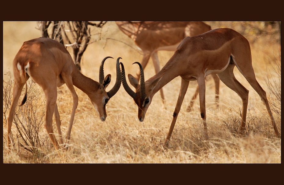  Gerenuki Przyroda gerenuk ssak kenya Nikon D200 Sigma APO 500mm f/4.5 DG/HSM Kenia 0 dzikiej przyrody fauna antylopa springbok impala gazela zwierzę lądowe sawanna róg safari