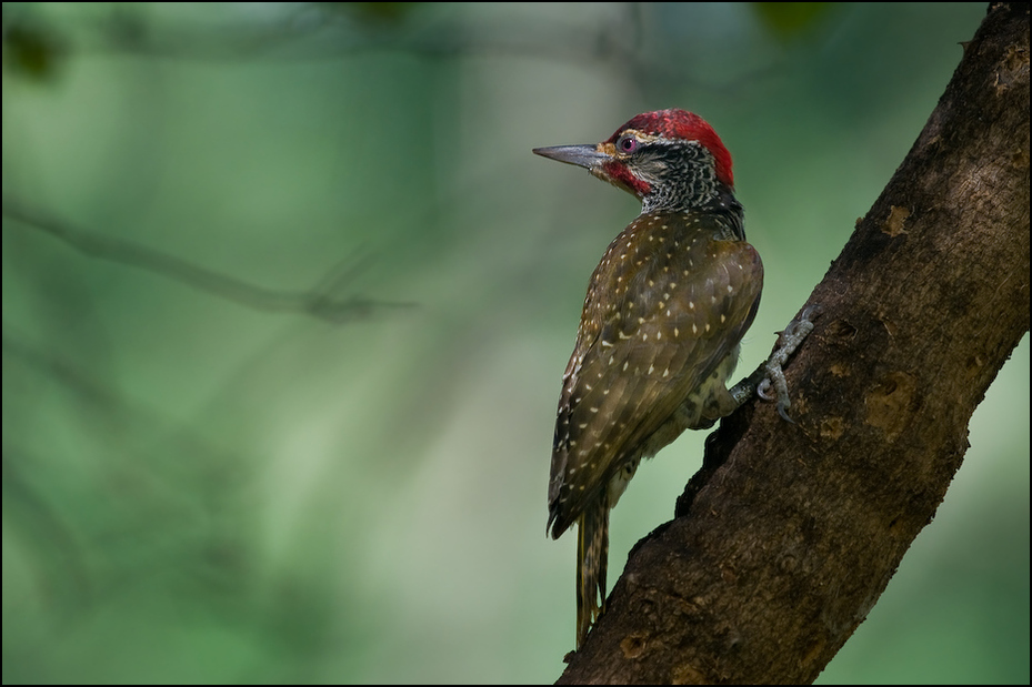  Dzięciolik moręgowany Ptaki Nikon D300 Sigma APO 500mm f/4.5 DG/HSM Kenia 0 ptak dziób fauna dzięcioł ekosystem dzikiej przyrody piciformes koliber coraciiformes
