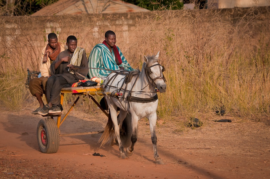  Dwukółka Senegal Nikon D300 AF-S Nikkor 70-200mm f/2.8G Budapeszt Bamako 0 rodzaj transportu koń jak ssak juczne zwierzę rydwan wózek obszar wiejski koń piasek drzewo pojazd