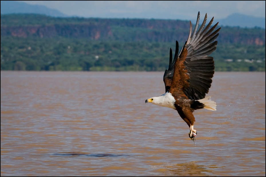  Bielik afrykański Ptaki african fish eagle hunting Nikon D300 AF-S Nikkor 70-200mm f/2.8G Kenia 0 ptak orzeł woda ptak drapieżny dzikiej przyrody fauna ekosystem dziób accipitriformes Bielik amerykański