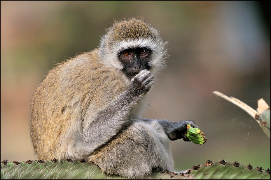  Pawian Zwierzęta Nikon D300 Sigma APO 500mm f/4.5 DG/HSM Kenia 0 fauna ssak dzikiej przyrody prymas stary świat małpa organizm makak pysk zwierzę lądowe