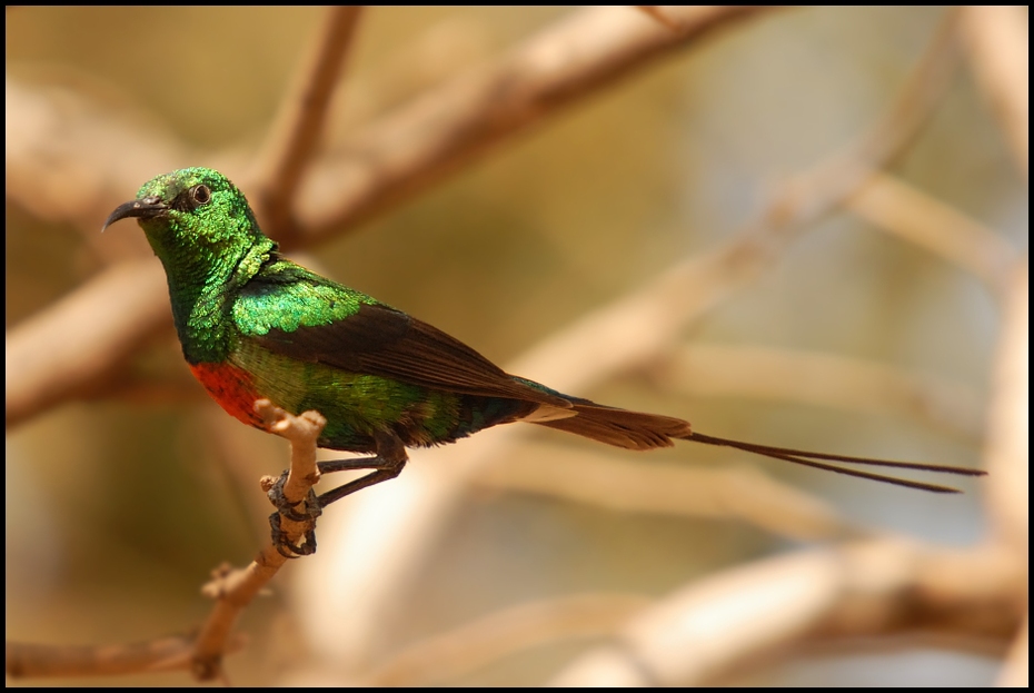  Nektarnik piękny Ptaki Nikon D200 Sigma APO 50-500mm f/4-6.3 HSM Senegal 0 ptak dziób fauna zięba pióro ścieśniać koliber organizm dzikiej przyrody skrzydło