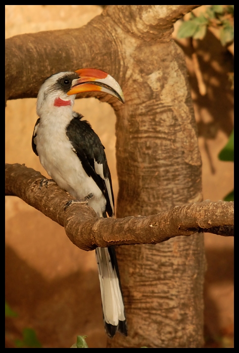  Toko czarnoskrzydły Ptaki ptaki Nikon D200 Sigma APO 50-500mm f/4-6.3 HSM Kenia 0 ptak dziób fauna dzioborożec dzikiej przyrody piciformes coraciiformes