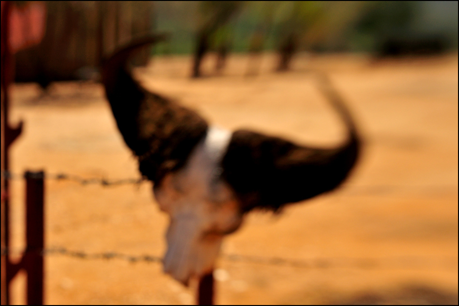  Park Mago Krajobraz Nikon D300 Lensbaby Etiopia 0 fauna dzikiej przyrody dziób niebo struś bezgrzebieniowy ptak