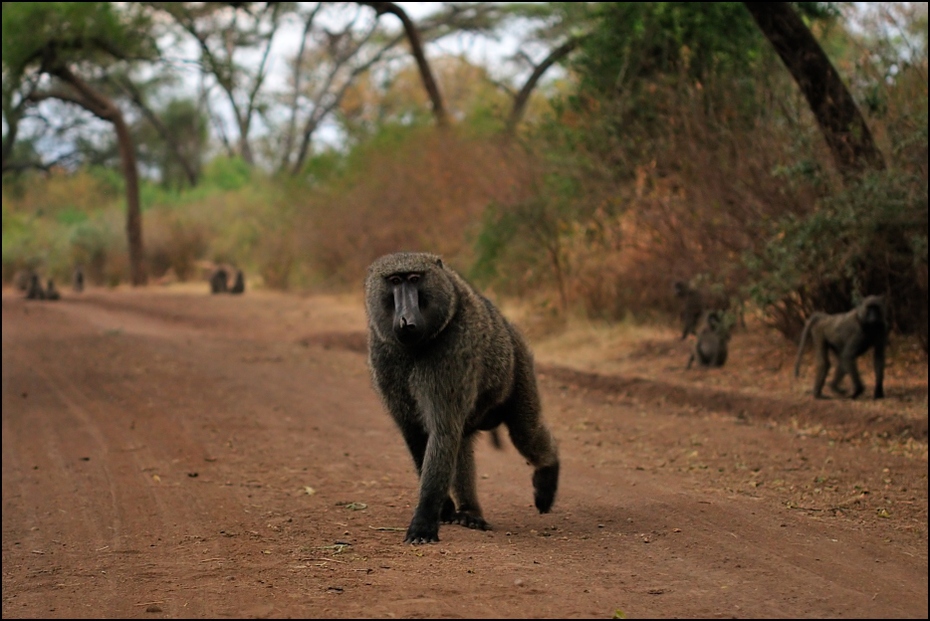  Pawian Zwierzęta Nikon D300 AF-S Micro Nikkor 60mm f/2.8G Etiopia 0 fauna dzikiej przyrody stary świat małpa prymas sawanna pawian Park Narodowy drzewo safari zwierzę lądowe