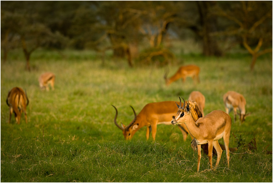  Gazele impale Zwierzęta Nikon D200 AF-S Nikkor 70-200mm f/2.8G Kenia 0 dzikiej przyrody łąka ekosystem fauna gazela impala rezerwat przyrody zwierzę lądowe pustynia preria