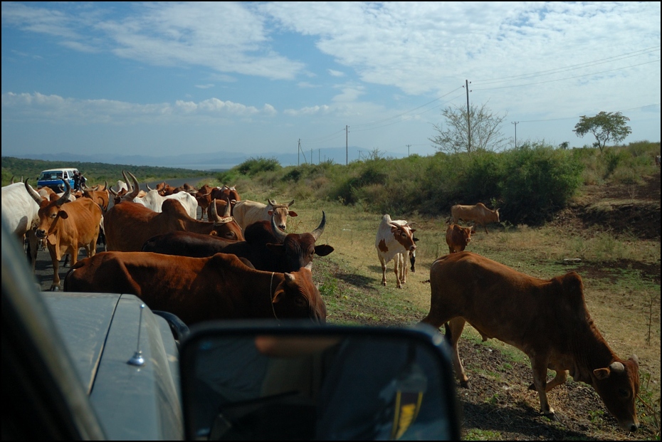  Krowy drodze drugiej strony obiektywu Nikon D70 AF-S Zoom-Nikkor 18-70mm f/3.5-4.5G IF-ED Etiopia 0 bydło takie jak ssak stado pastwisko niebo obszar wiejski żywy inwentarz gospodarstwo rolne ranczo pole ecoregion
