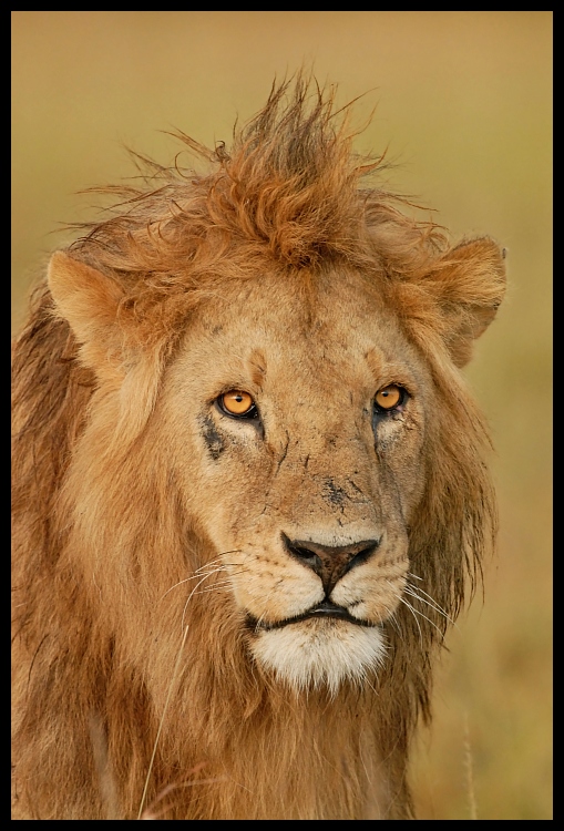  Lew #10 Przyroda lew ssaki kenia lwy Nikon D200 Sigma APO 500mm f/4.5 DG/HSM Kenia 0 dzikiej przyrody włosy ssak fauna masajski lew zwierzę lądowe grzywa wąsy duże koty