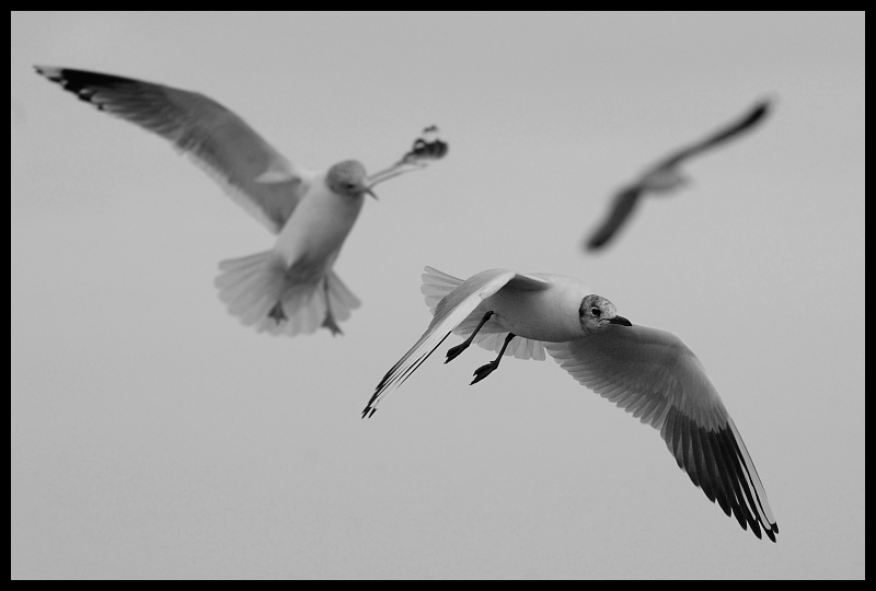  Mewa śmieszka Ptaki mewa ptaki Nikon D70 Sigma APO 100-300mm f/4 HSM Zwierzęta ptak czarny i biały dziób fauna fotografia monochromatyczna ptak morski frajer fotografia niebo pióro