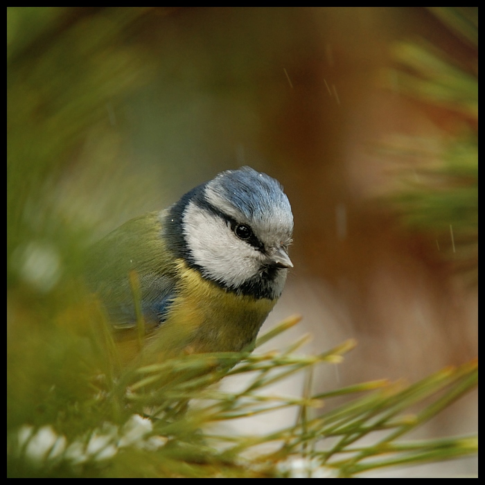  Modraszka Ptaki sikorka modraszka ptaki Nikon D200 Sigma APO 100-300mm f/4 HSM Zwierzęta ptak dziób fauna dzikiej przyrody oko ścieśniać chickadee pióro organizm ptak przysiadujący