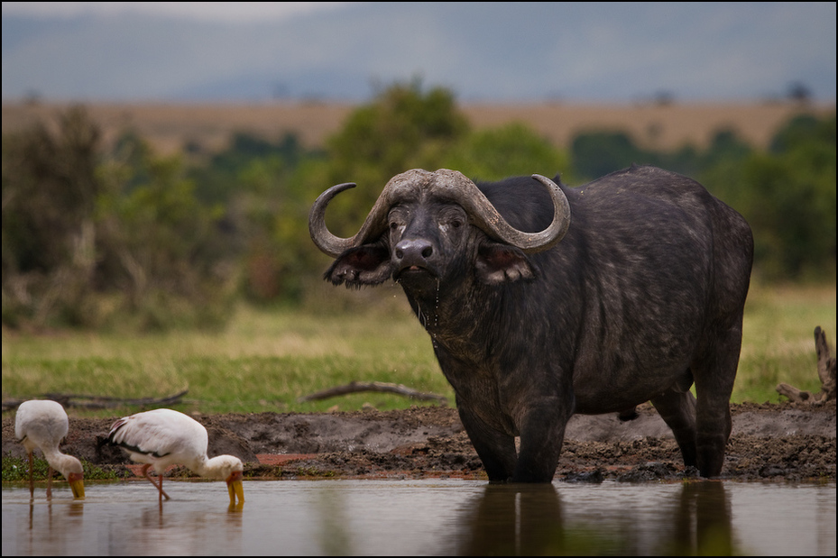  Bawół Zwierzęta Nikon D300 Sigma APO 500mm f/4.5 DG/HSM Kenia 0 dzikiej przyrody wodny bawół bydło takie jak ssak fauna róg zwierzę lądowe safari trawa pysk krajobraz