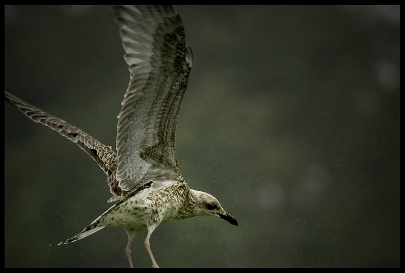  Mocno cięte. deszczu. Ptaki mewa ptaki Nikon D70 Sigma APO 100-300mm f/4 HSM Zwierzęta ptak dziób fauna dzikiej przyrody skrzydło europejska mewa srebrzysta ptak morski pióro shorebird charadriiformes