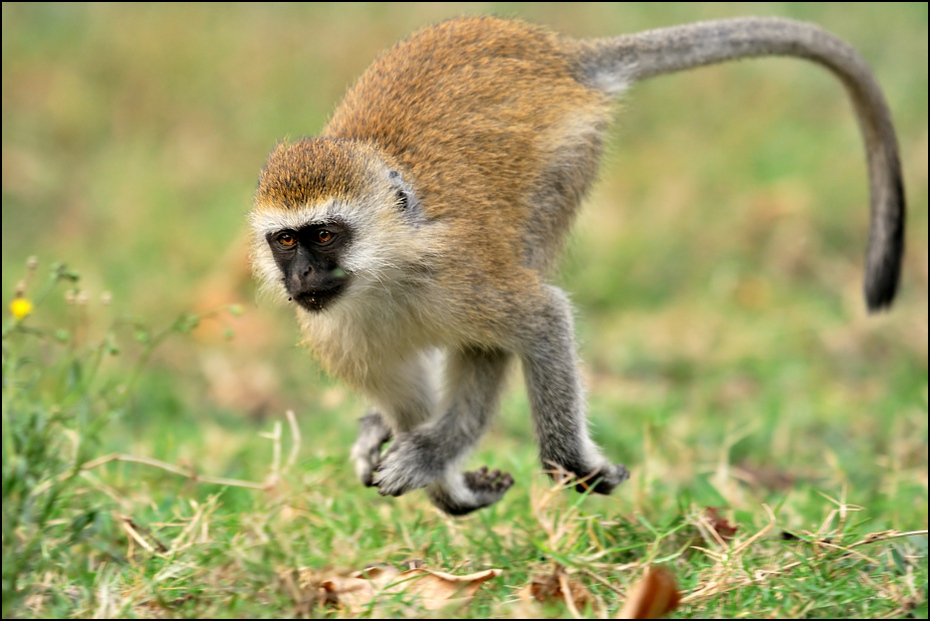  Pawian Zwierzęta Nikon D300 Sigma APO 500mm f/4.5 DG/HSM Kenia 0 ssak fauna dzikiej przyrody zwierzę lądowe prymas makak organizm stary świat małpa nowa małpa świata pysk