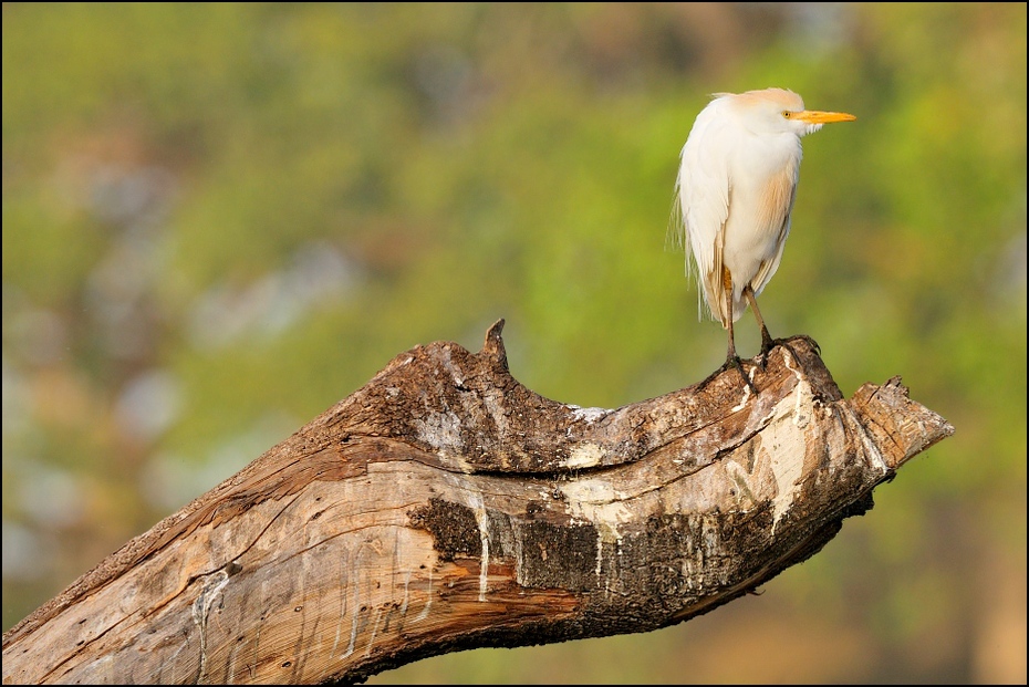  Czapla złotawa Ptaki Nikon D300 Sigma APO 500mm f/4.5 DG/HSM Etiopia 0 ptak ekosystem fauna dziób dzikiej przyrody drewno skrzydło