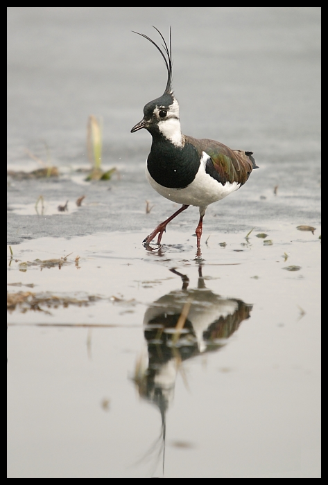  Czajka Ptaki czajka ptaki Nikon D200 Sigma APO 50-500mm f/4-6.3 HSM Zwierzęta ptak fauna dziób shorebird woda szczudło wodny ptak dzikiej przyrody charadriiformes pióro