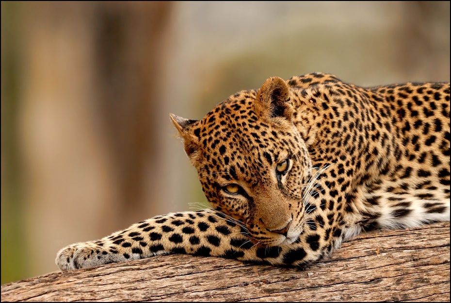  Lampart Przyroda lampart ssaki kenia samburu Nikon D200 Sigma APO 500mm f/4.5 DG/HSM Kenia 0 dzikiej przyrody zwierzę lądowe jaguar ssak gepard fauna wąsy duże koty pysk