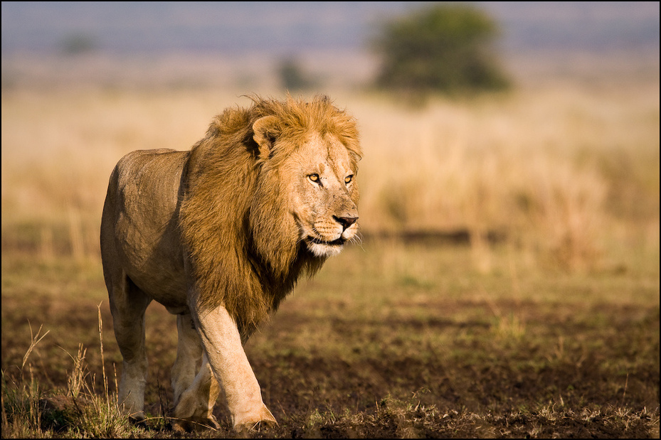  Lew Zwierzęta Nikon D300 Sigma APO 500mm f/4.5 DG/HSM Kenia 0 dzikiej przyrody ssak łąka zwierzę lądowe fauna masajski lew pustynia grzywa duże koty