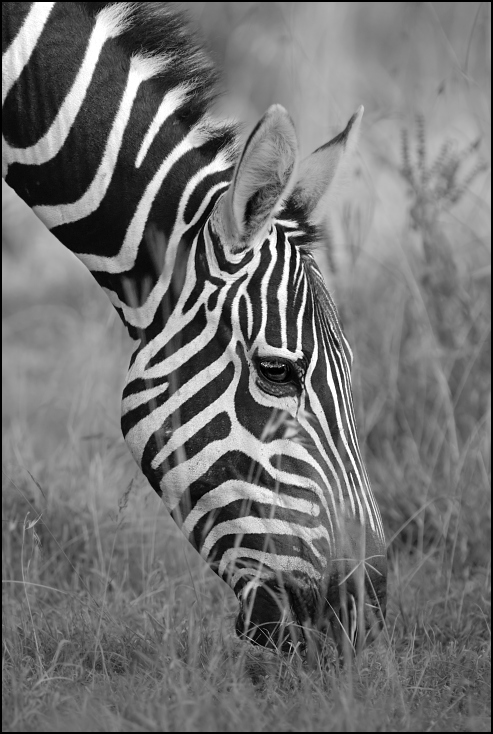  Zebra Przyroda Nikon D200 Sigma APO 500mm f/4.5 DG/HSM Kenia 0 dzikiej przyrody zebra czarny i biały czarny fauna zwierzę lądowe fotografia monochromatyczna ssak koń jak ssak głowa
