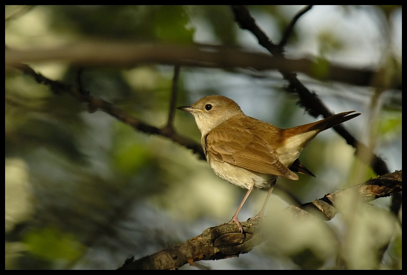  Słowik szary Ptaki słowik ptaki Nikon D70 Sigma APO 100-300mm f/4 HSM Zwierzęta ptak fauna dziób ekosystem gałąź flycatcher starego świata dzikiej przyrody liść zięba