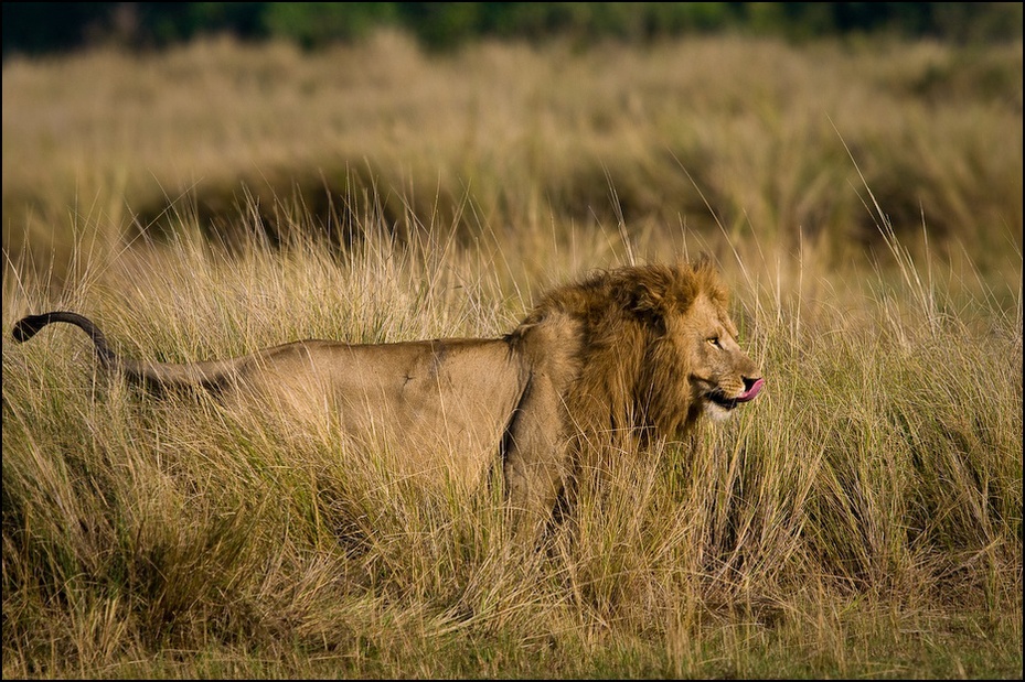  Wypatrując zdobyczy Zwierzęta Nikon D300 Sigma APO 500mm f/4.5 DG/HSM Kenia 0 dzikiej przyrody łąka Lew fauna ssak ekosystem pustynia masajski lew sawanna trawa