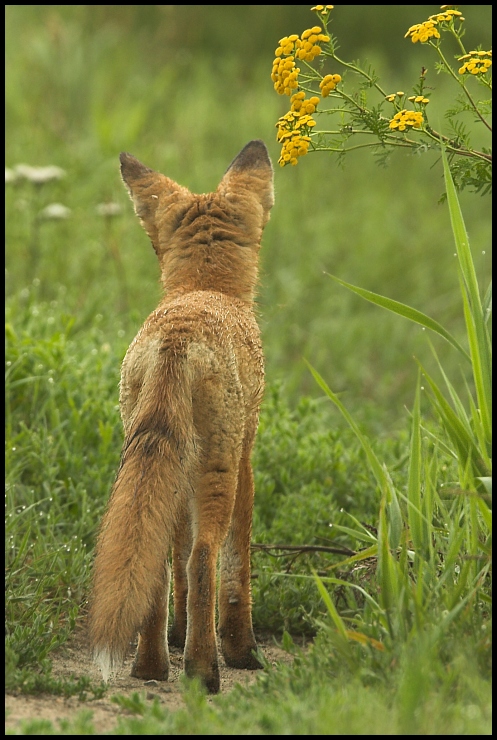  Lis Inne Canon EOS 10D 400mm f/4 USM Zwierzęta dzikiej przyrody czerwony lis fauna ssak lis trawa ekosystem wąsy łąka szakal